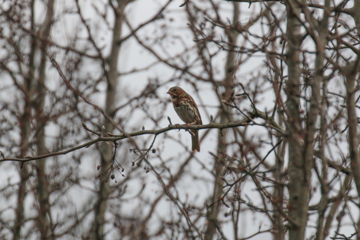 Fox Sparrow - ML647725510
