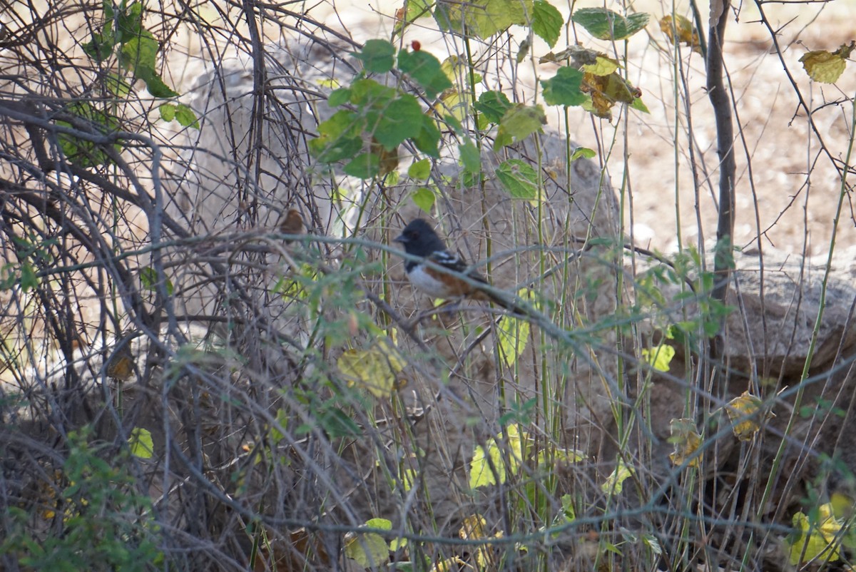 Spotted Towhee - ML647725513