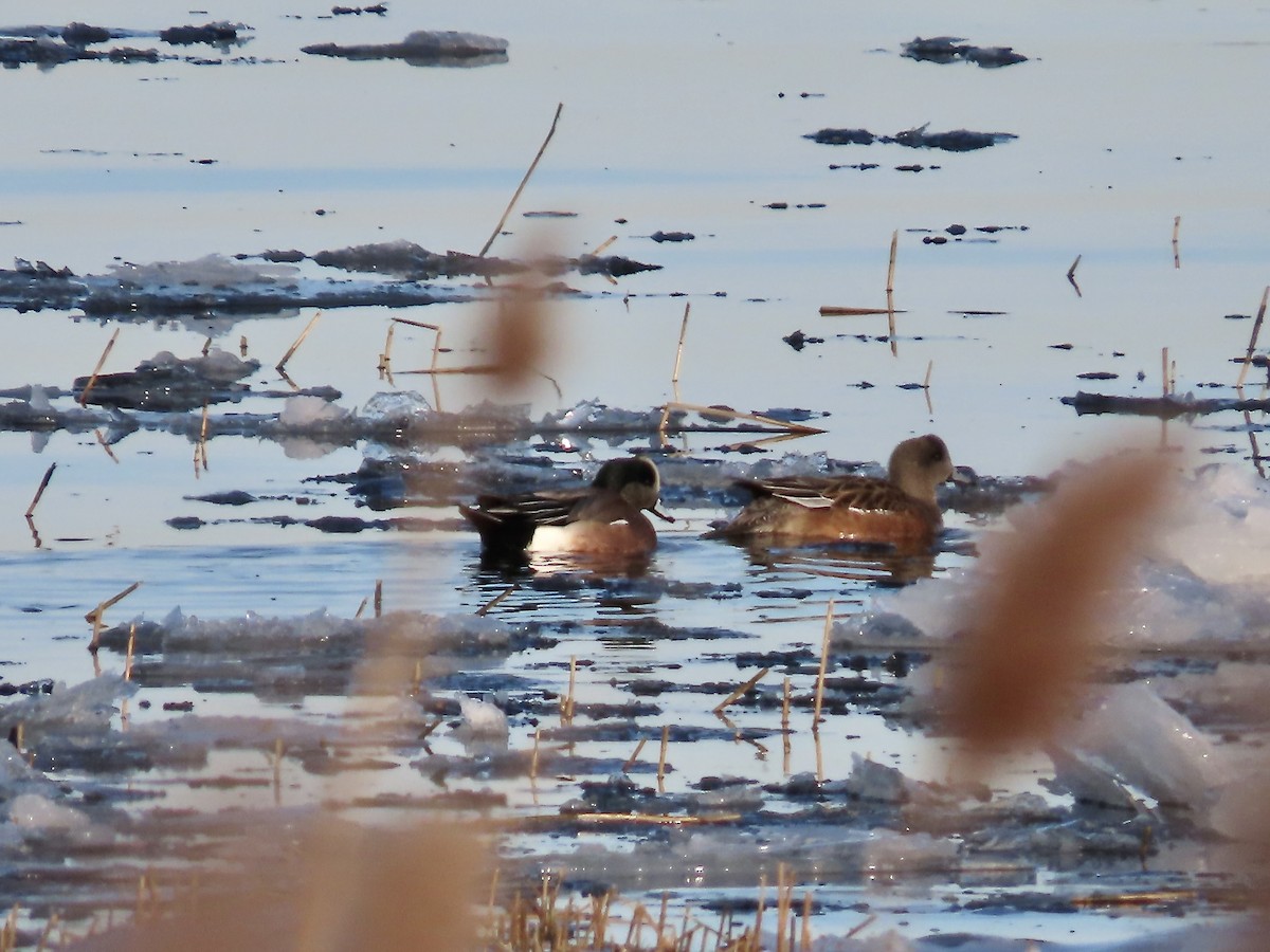 American Wigeon - ML647725518