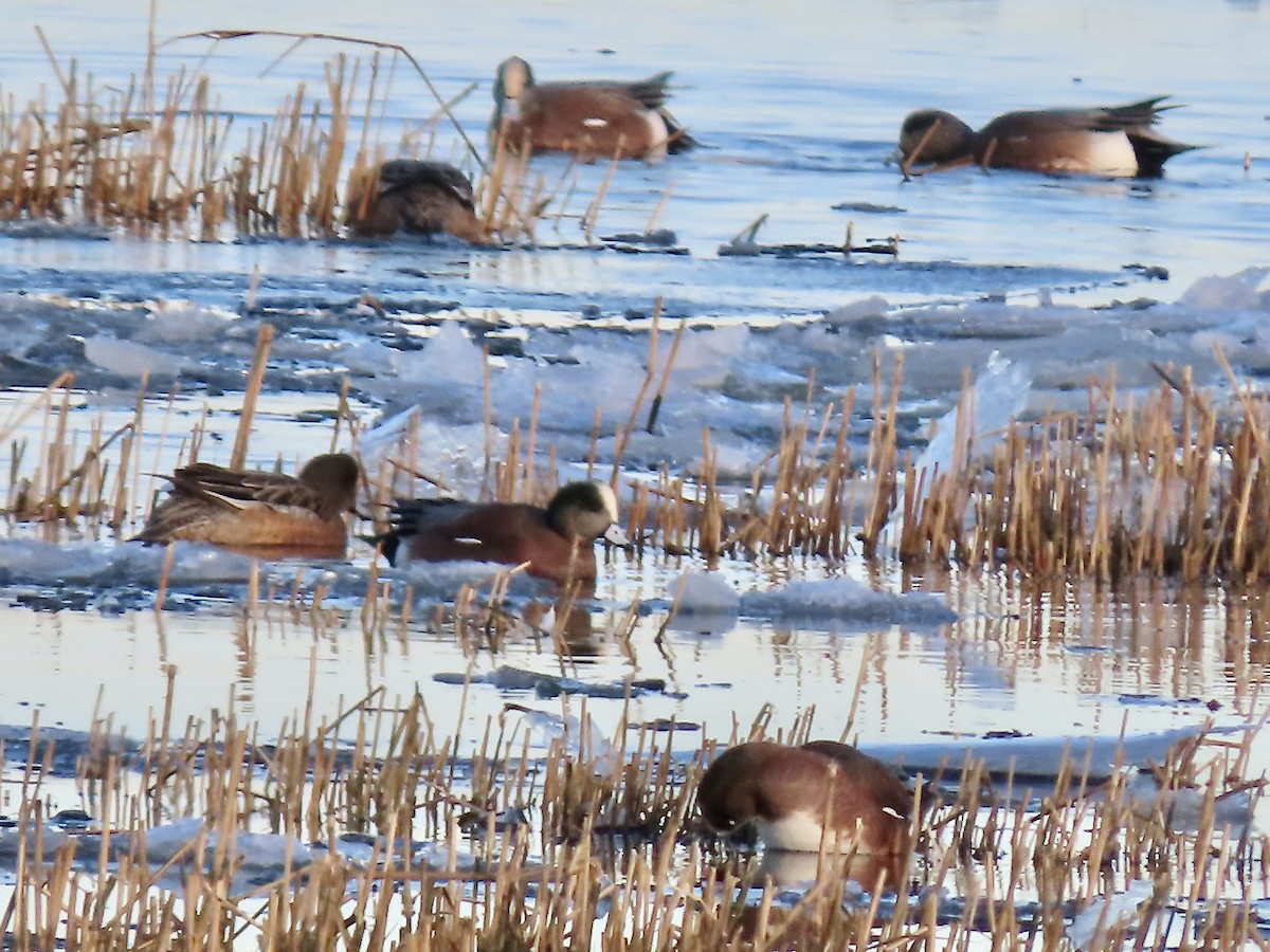 American Wigeon - ML647725524