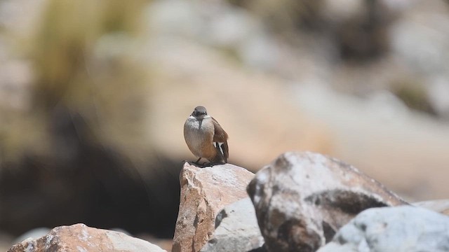 White-winged Cinclodes - ML647725543