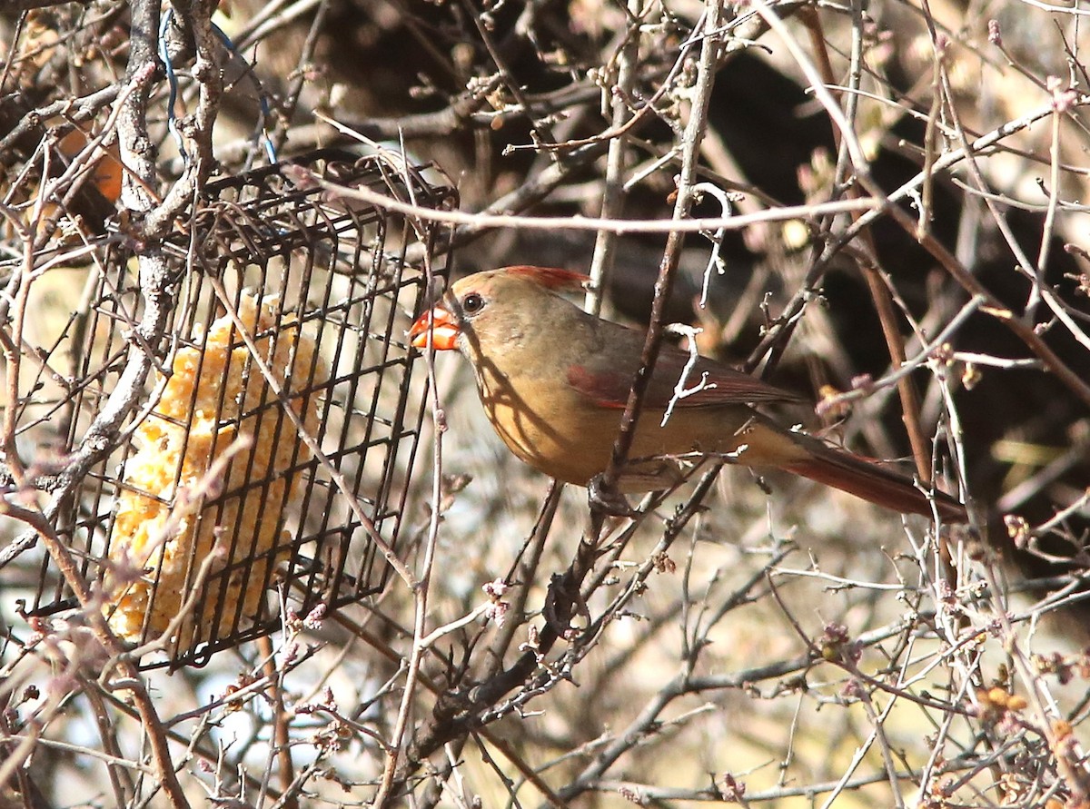 Northern Cardinal - ML647725574