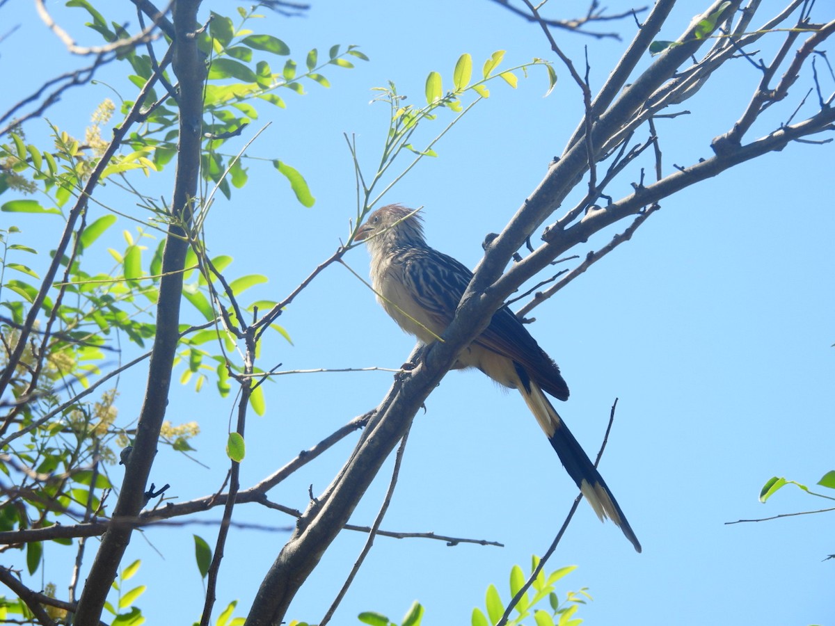 Guira Guguğu - ML647725576