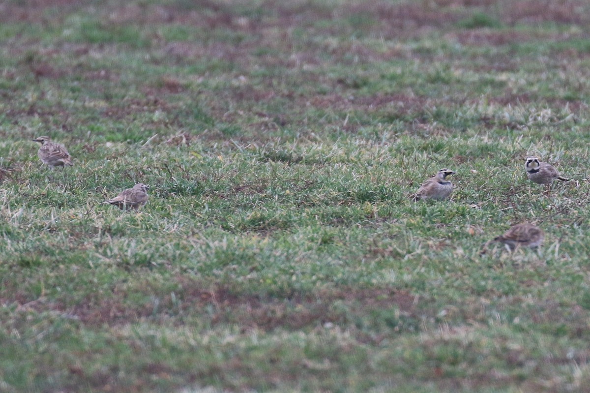 Ohrenlerche - ML647725603