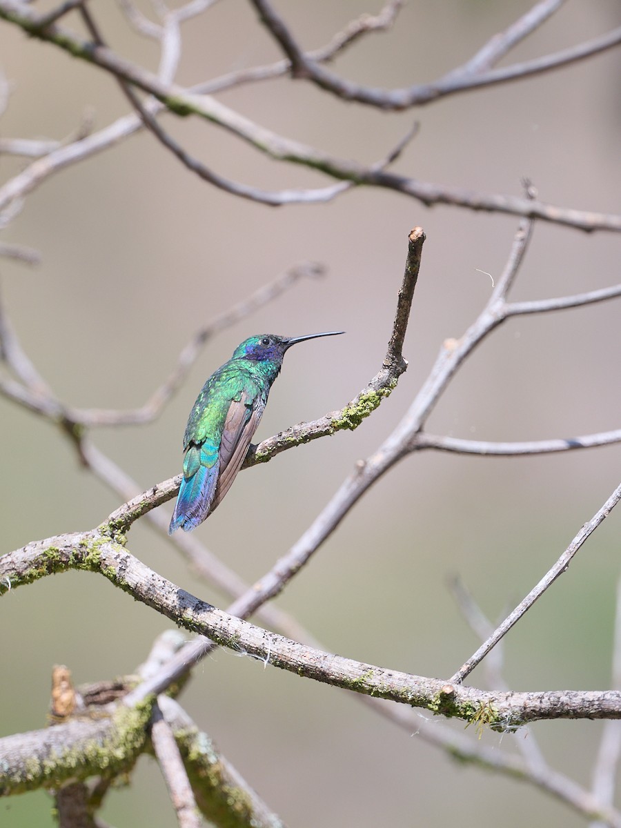 Колібрі синьочеревий - ML647725611