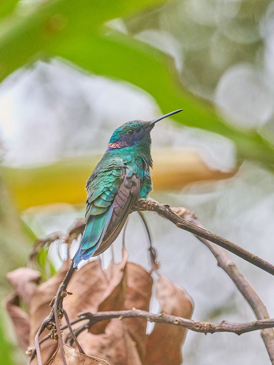 Колібрі синьочеревий - ML647725612