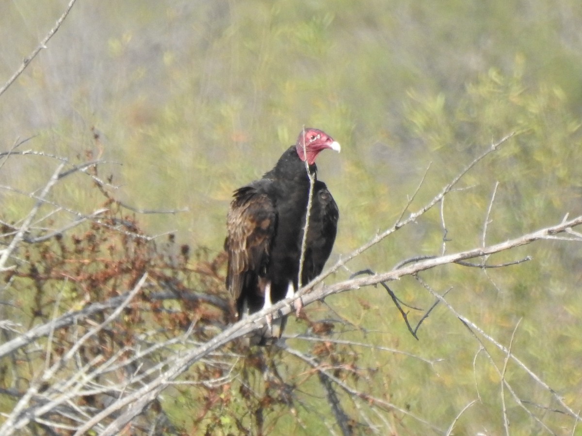 kondor krocanovitý - ML647725638