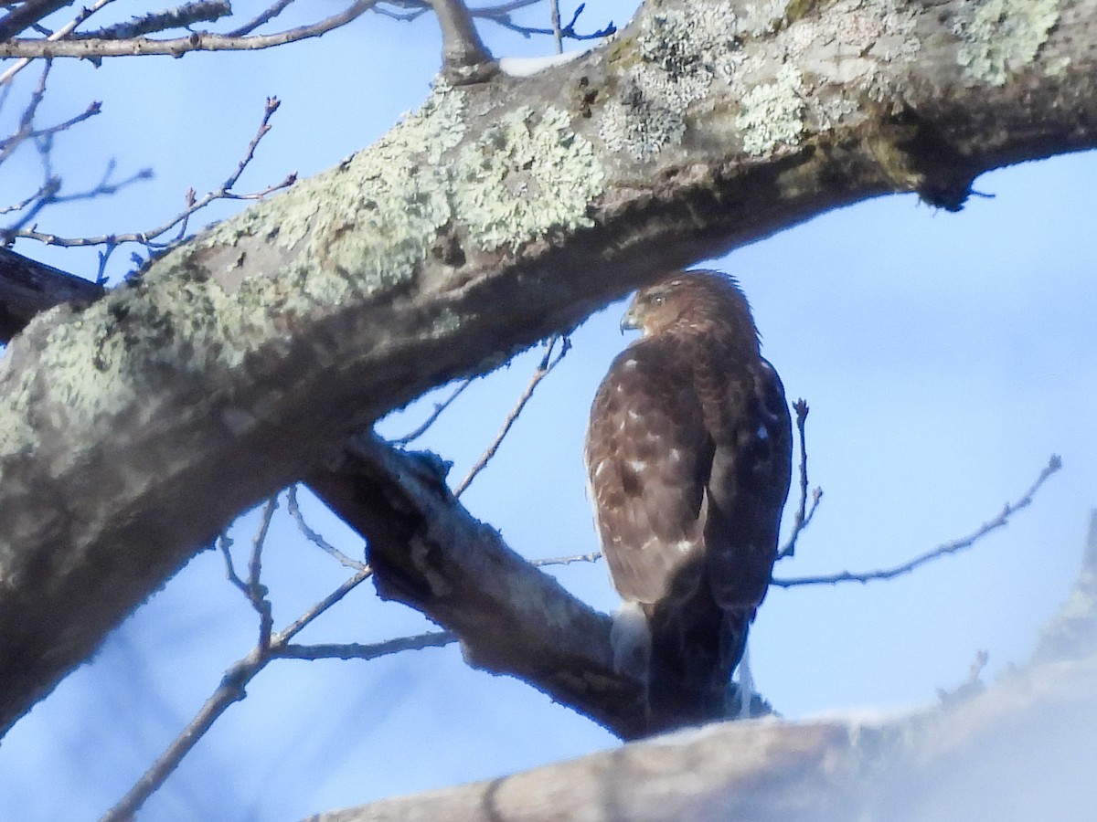 Cooper's Hawk - ML647725667