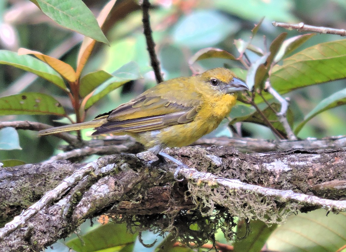Russet Antshrike - ML647725676