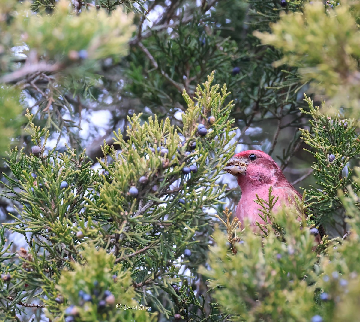 Purple Finch - ML647725693