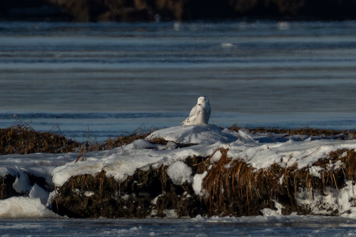 Snowy Owl - ML647725760