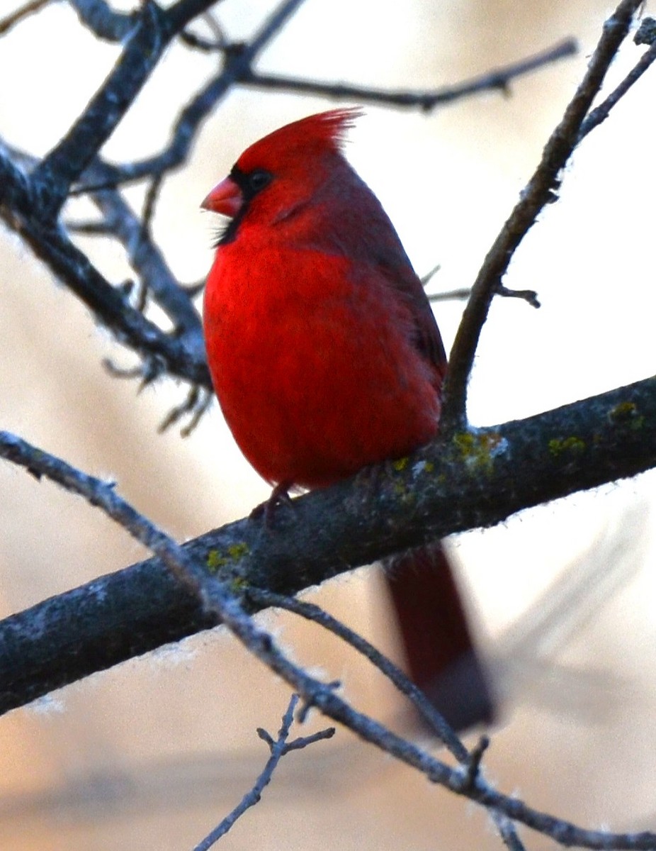 Northern Cardinal - ML647725766