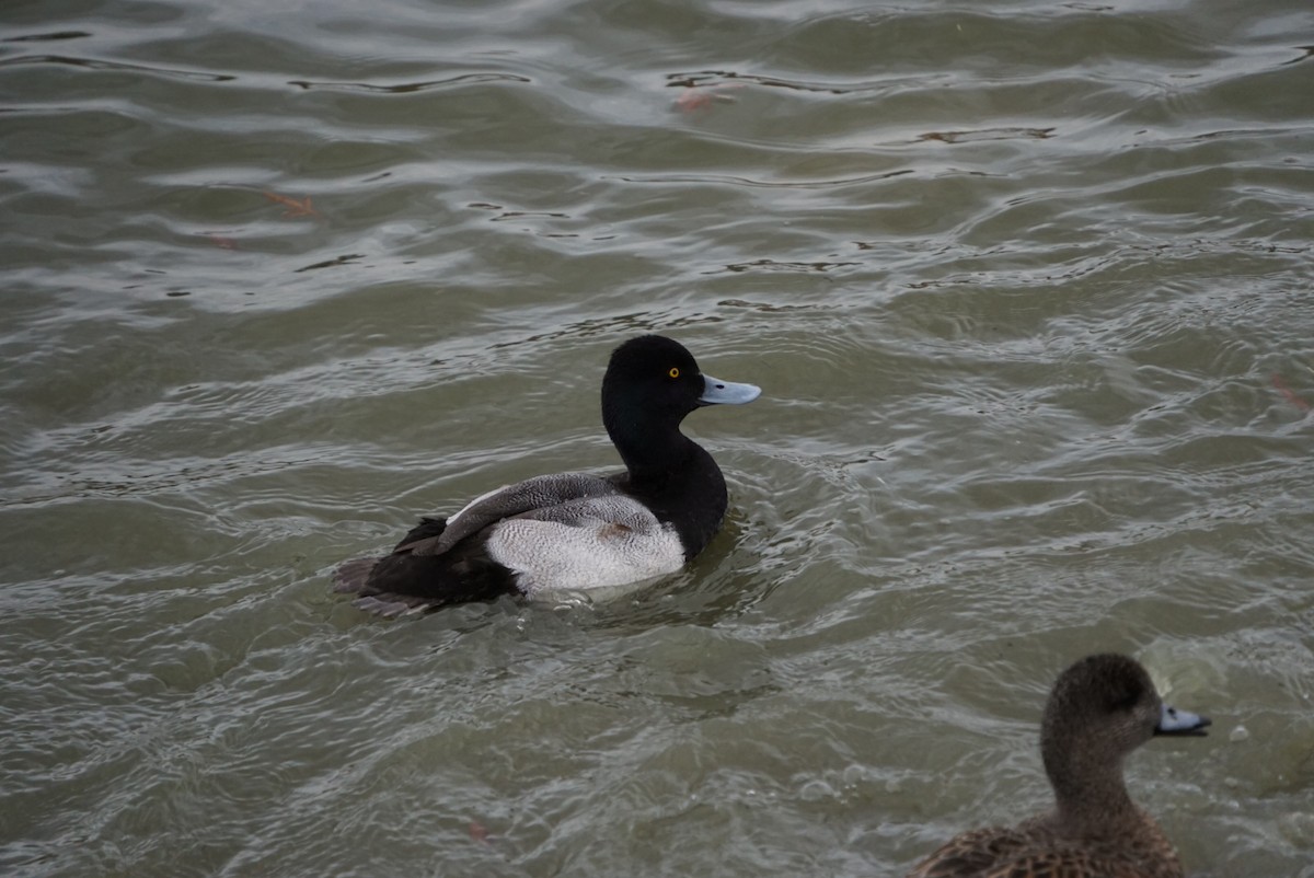 Lesser Scaup - ML647725767