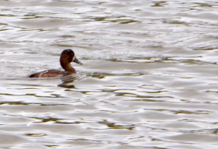 Greater Scaup - ML647725769