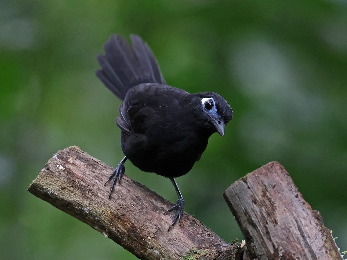 Blue-lored Antbird - ML647725772