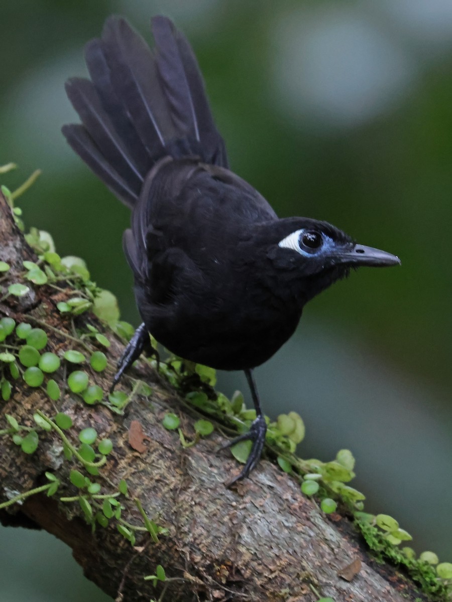 Blue-lored Antbird - ML647725773