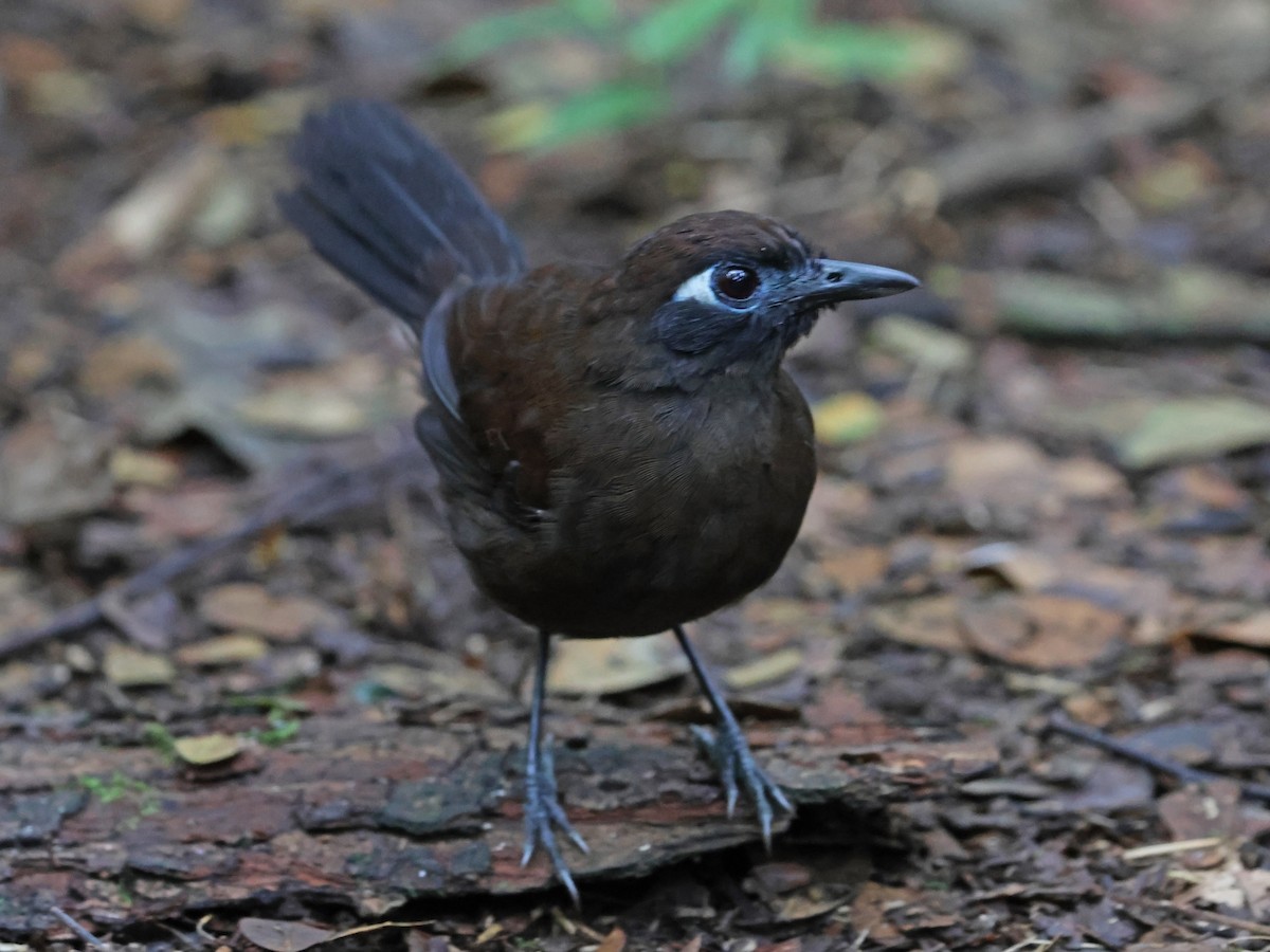 Blue-lored Antbird - ML647725775