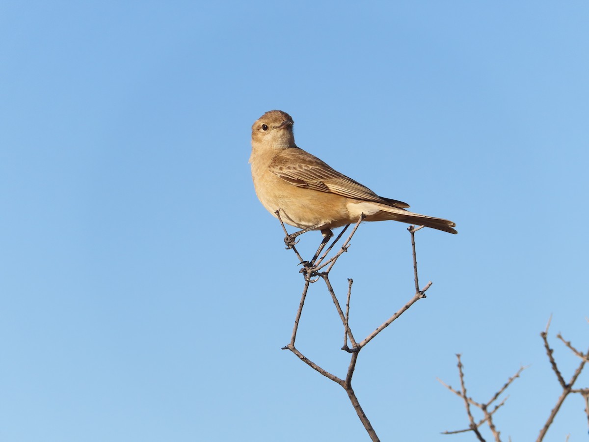 Chat Flycatcher - ML647725776