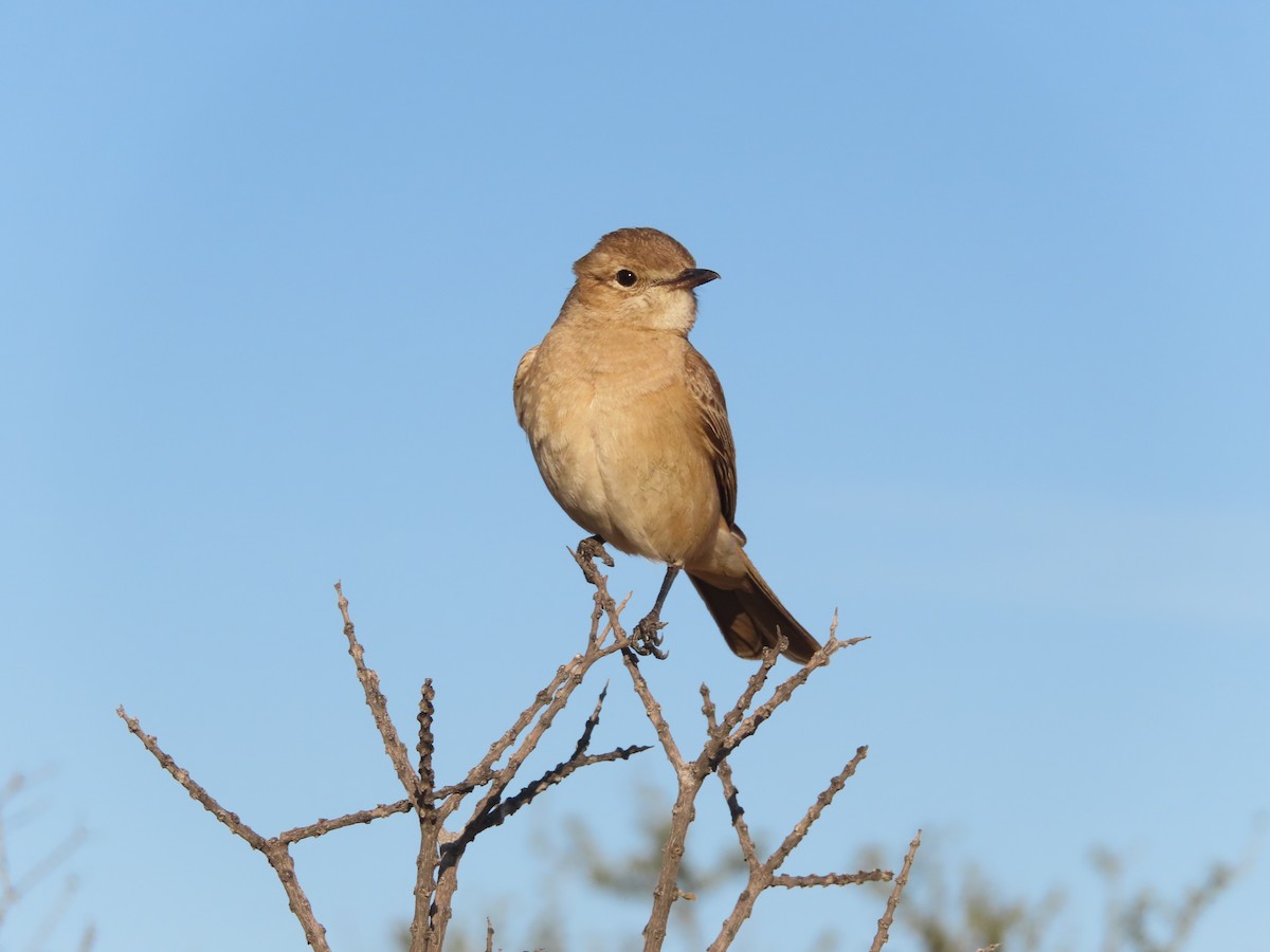 Chat Flycatcher - ML647725777