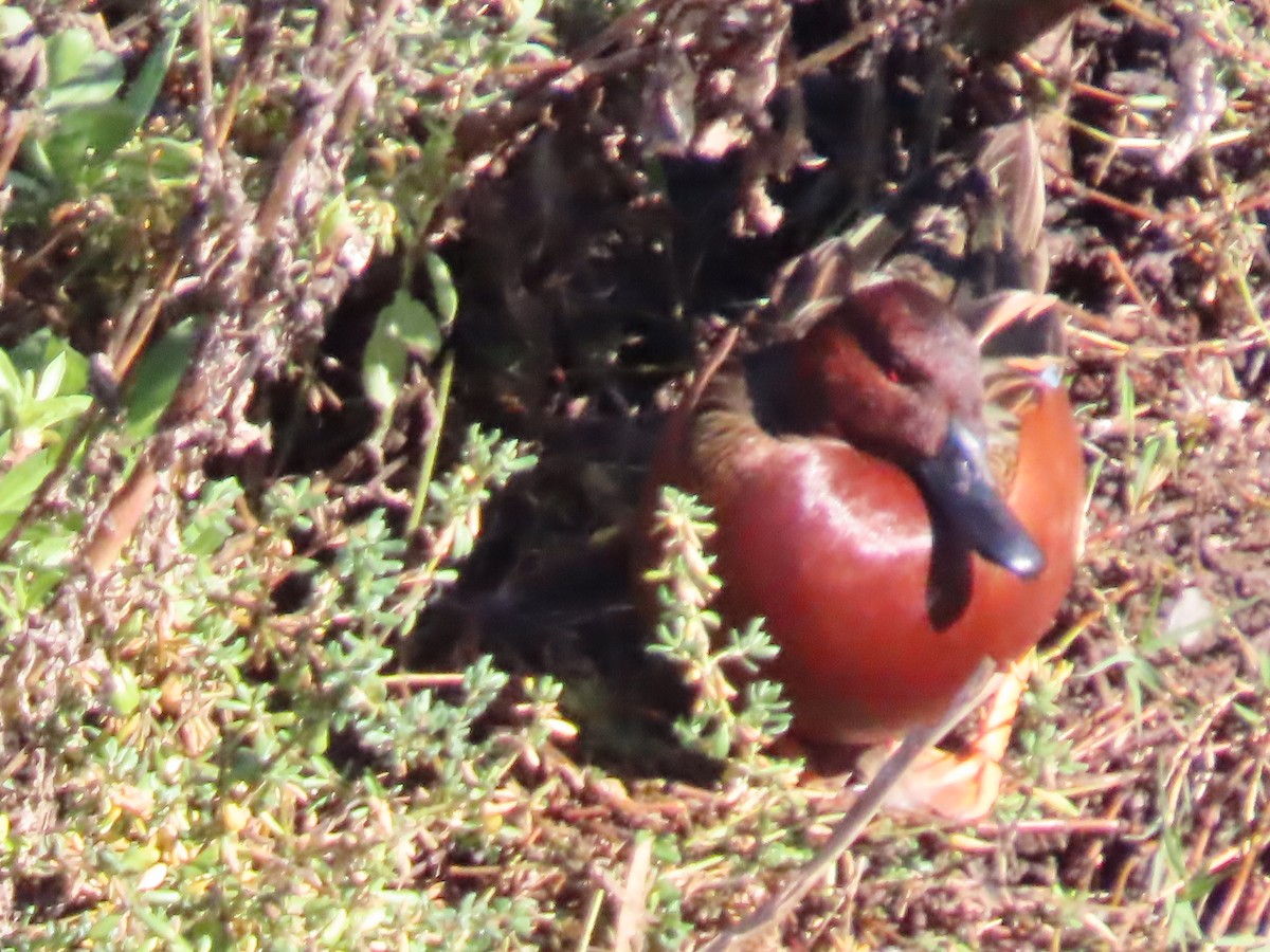 Cinnamon Teal - ML647725780