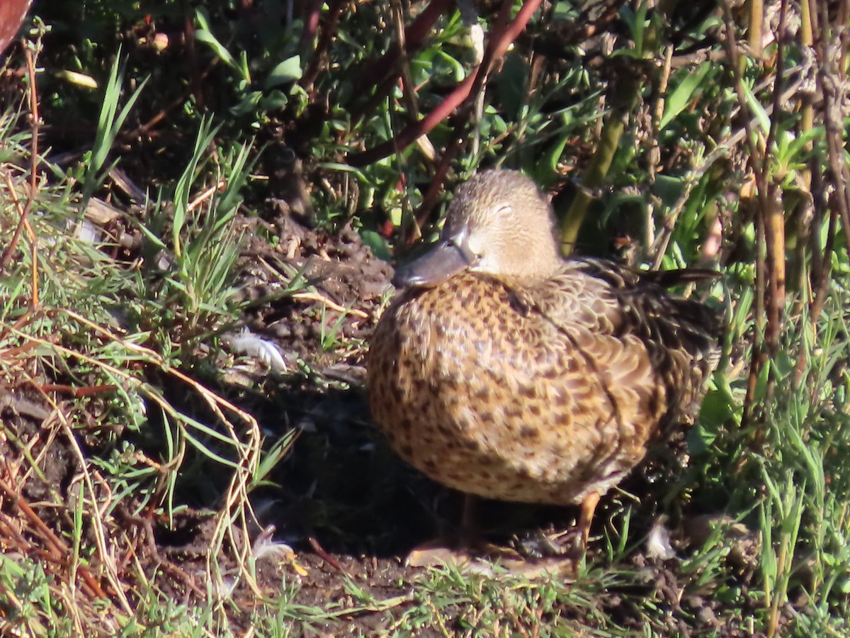 Cinnamon Teal - ML647725781