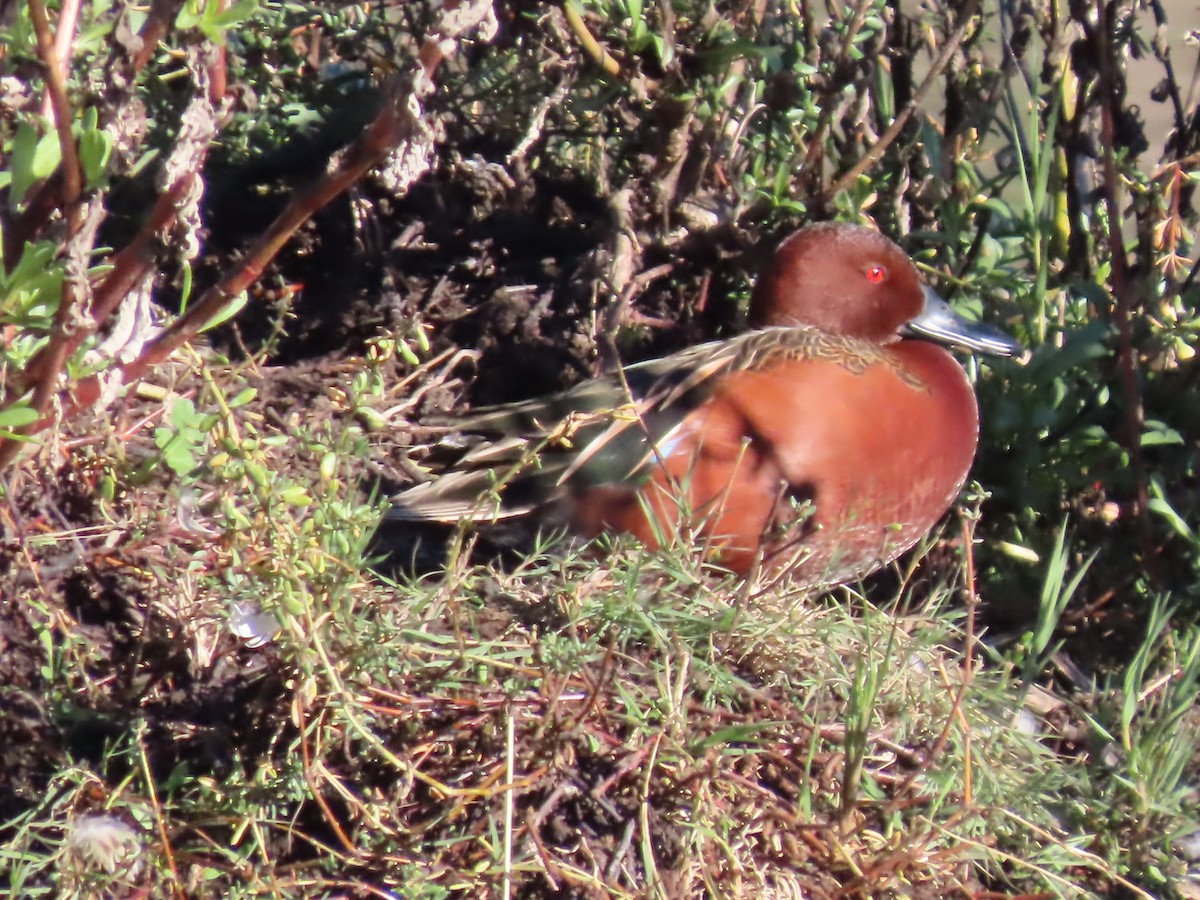 Cinnamon Teal - ML647725782