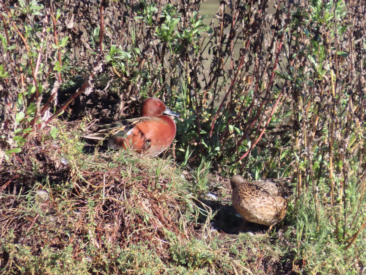 Cinnamon Teal - ML647725783