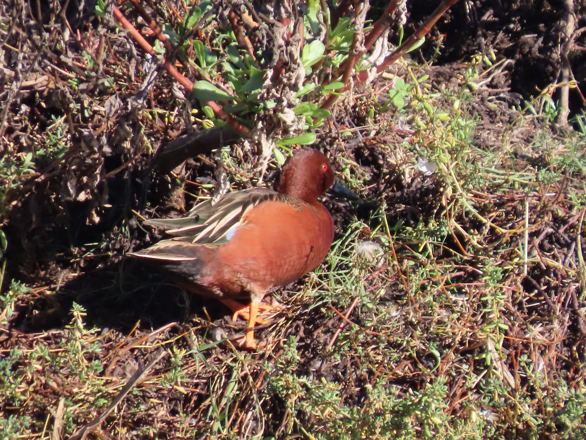 Cinnamon Teal - ML647725784