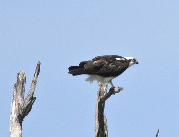 Osprey - ML647725786