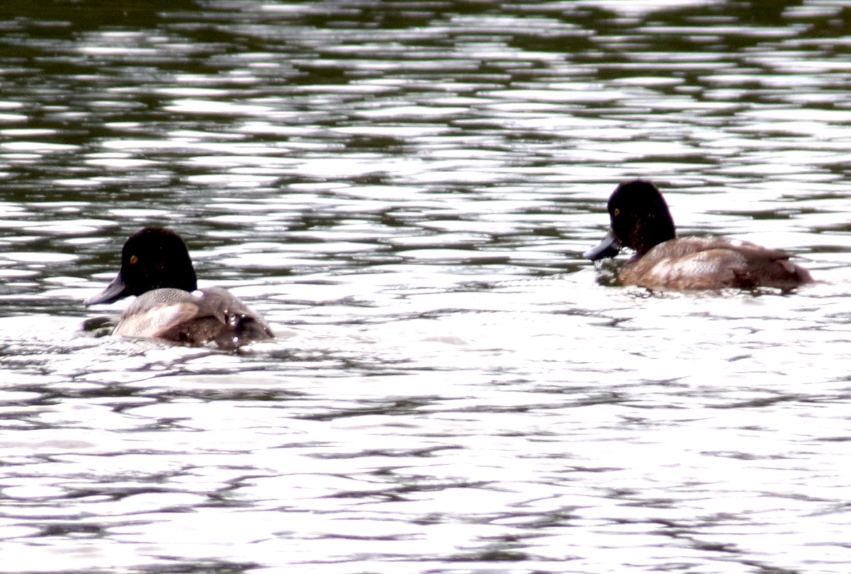 Lesser Scaup - ML647725790