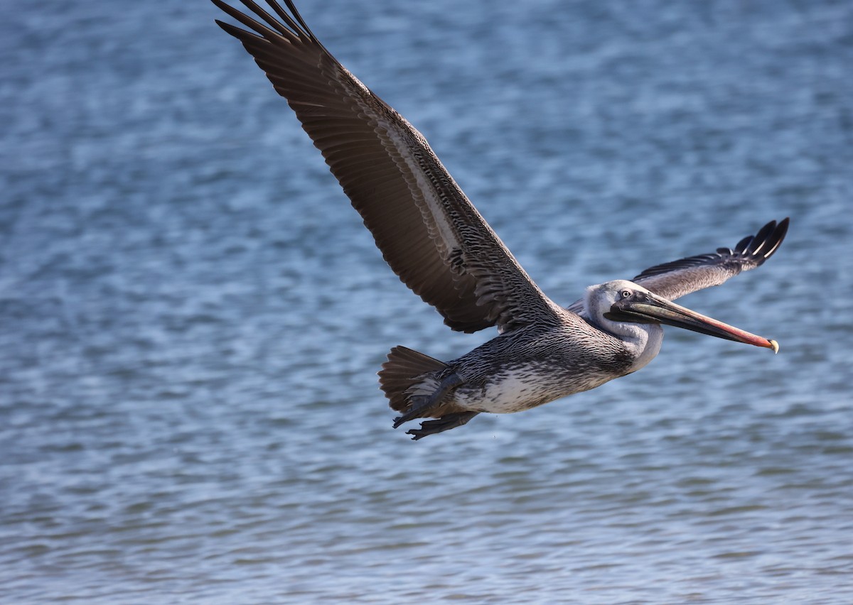 Brown Pelican - ML647725791
