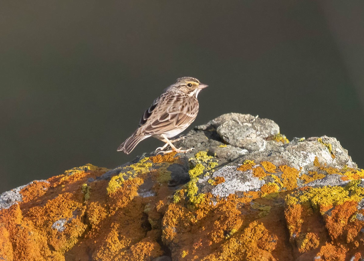 Savannah Sparrow - ML647725792