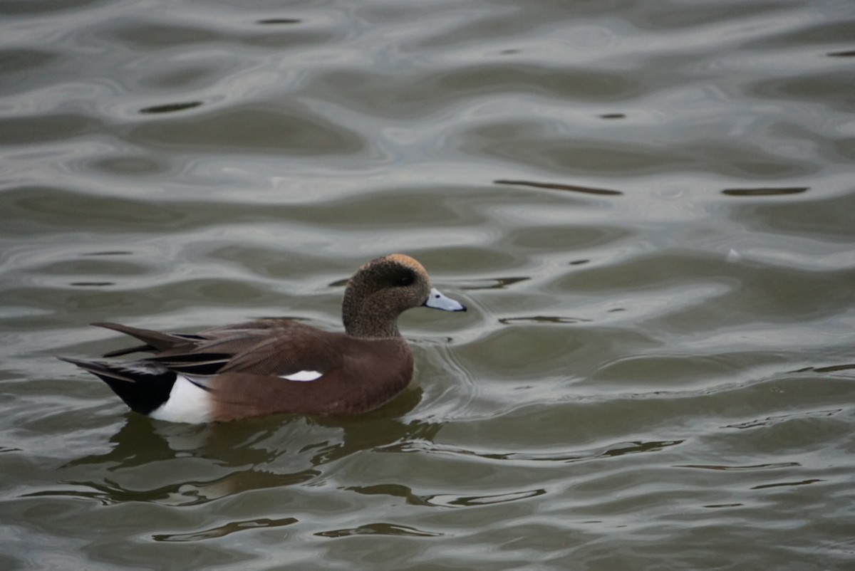 American Wigeon - ML647725793