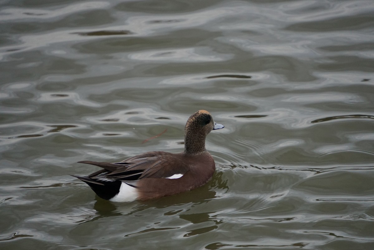 American Wigeon - ML647725794