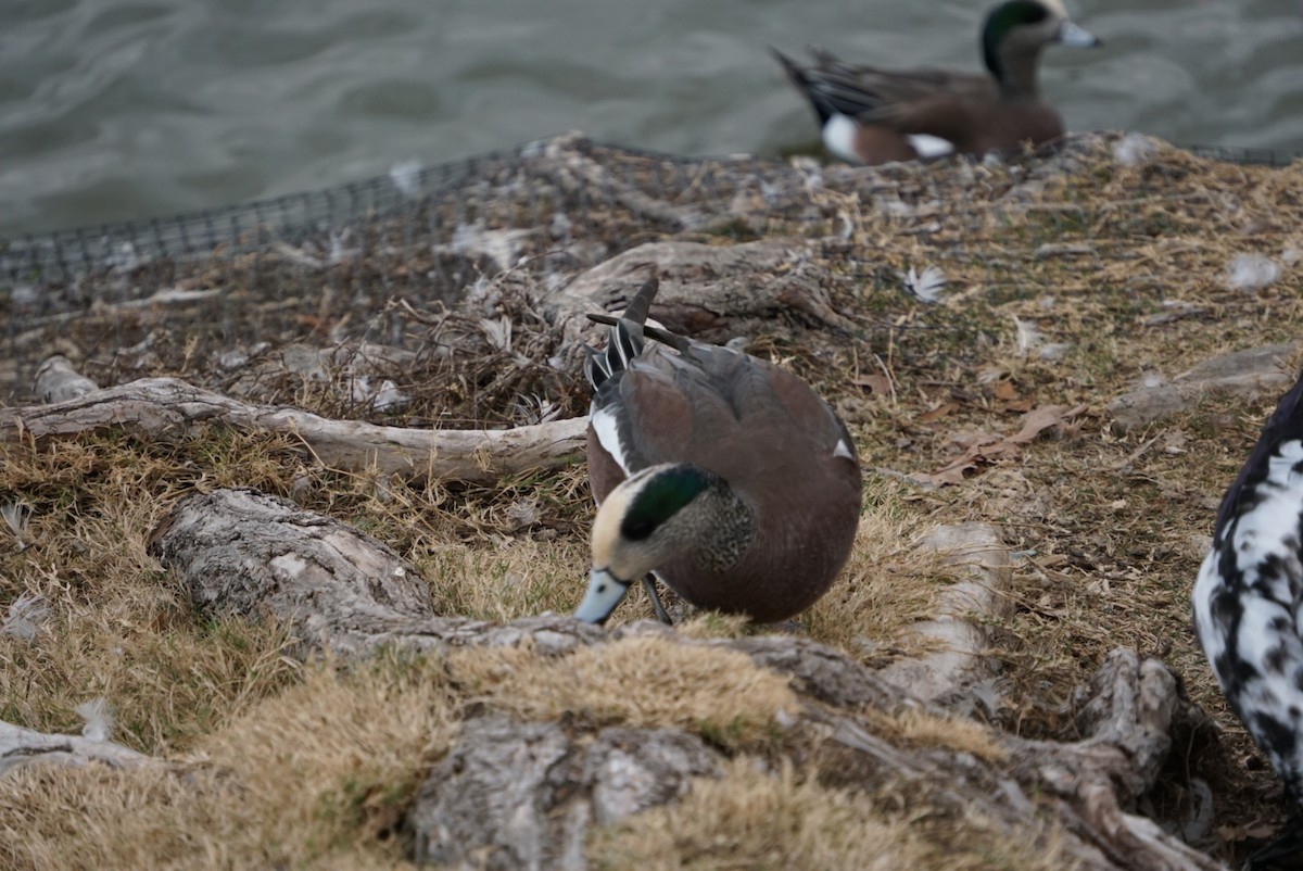 American Wigeon - ML647725795