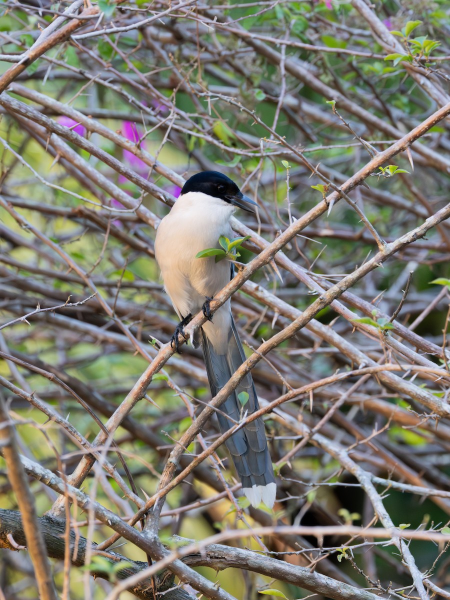 Azure-winged Magpie - ML647725796