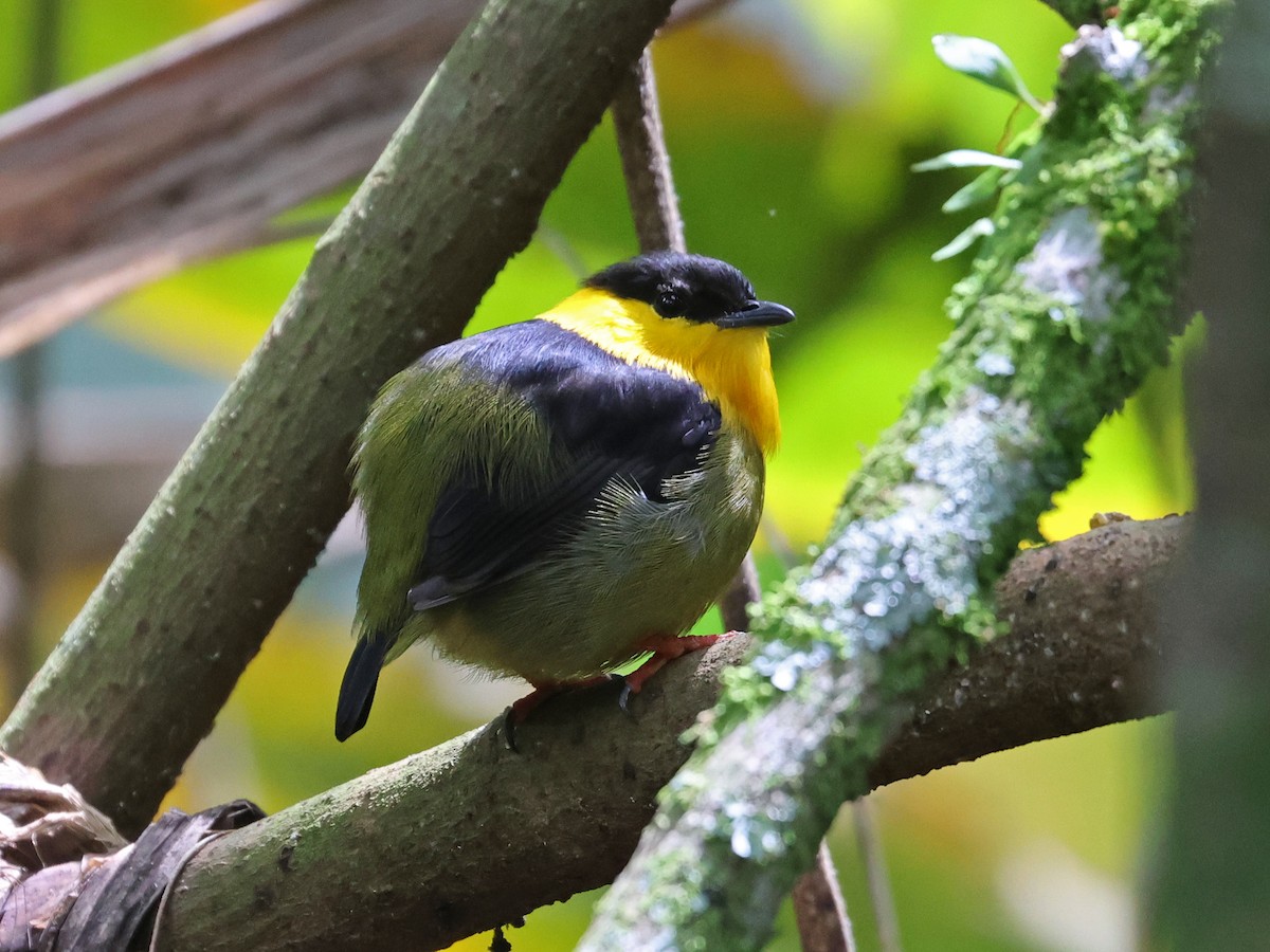 Golden-collared Manakin - ML647725797