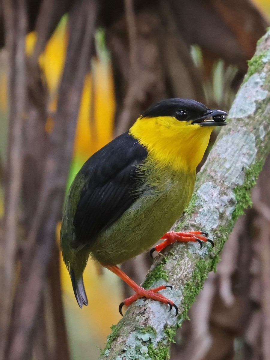 Golden-collared Manakin - ML647725798