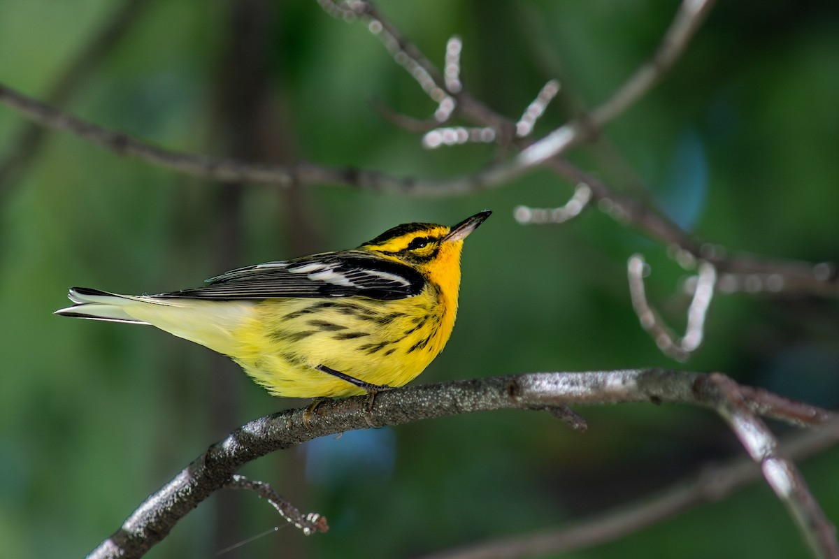 Blackburnian Warbler - ML647725801