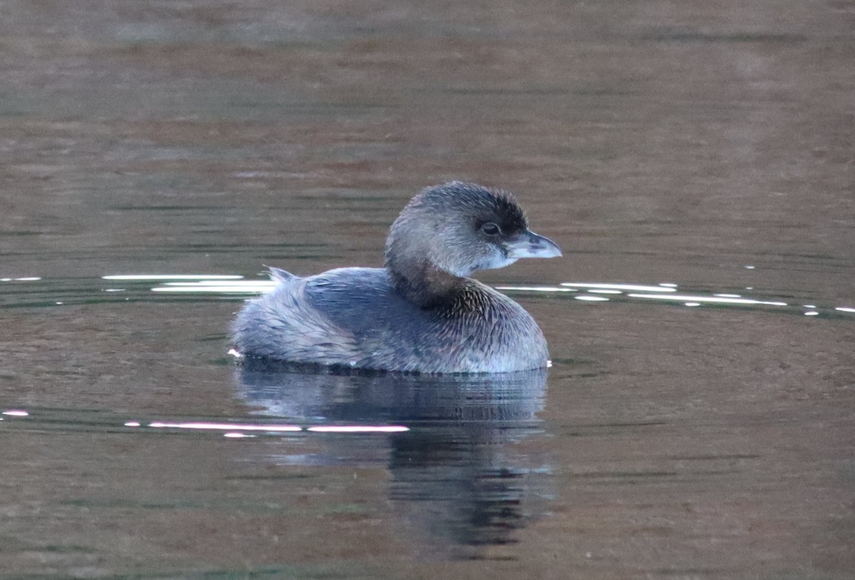 Pied-billed Grebe - ML647725802