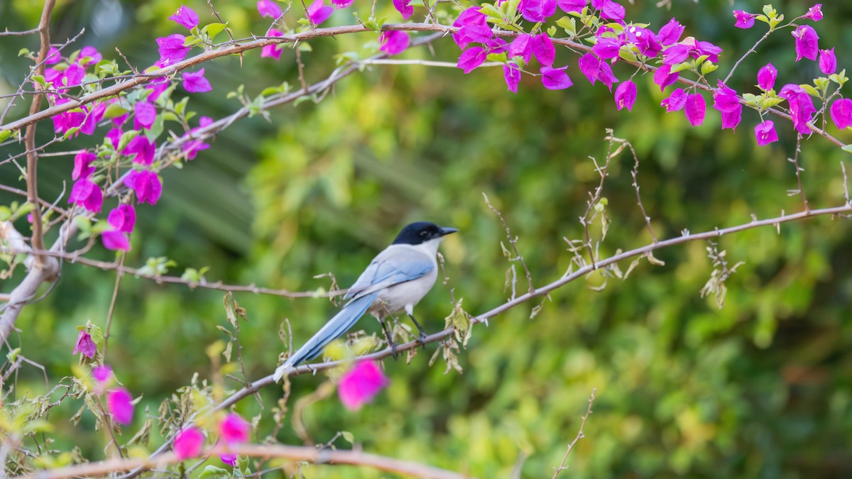 Azure-winged Magpie - ML647725803