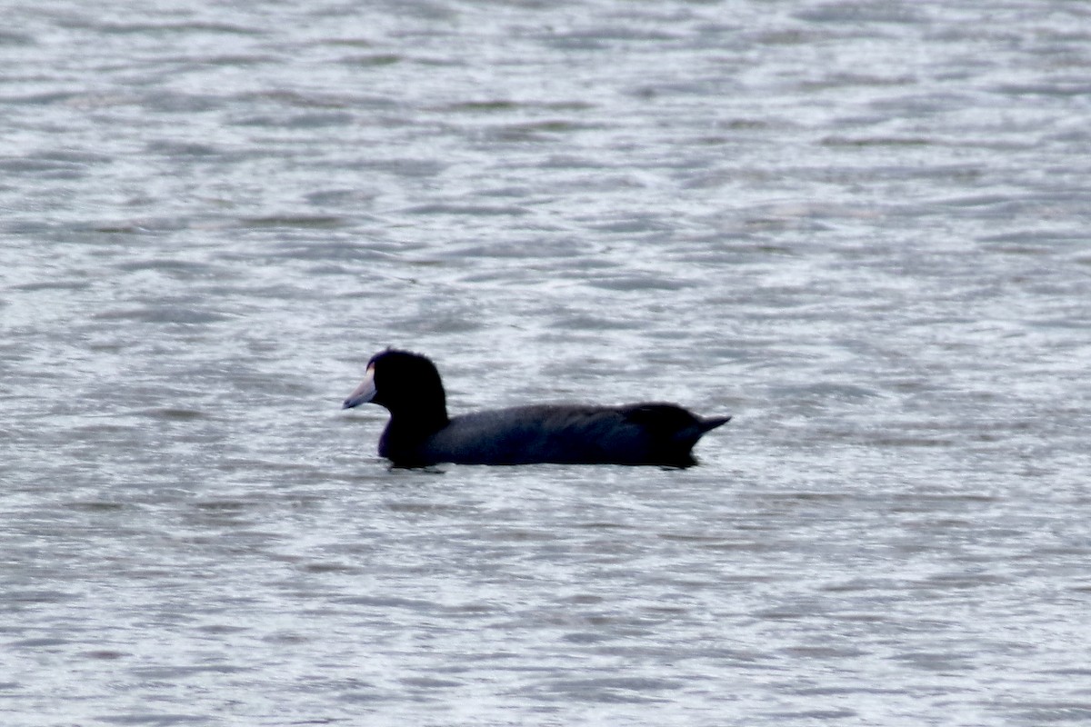 American Coot - ML647725805