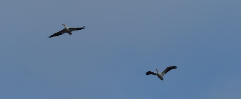 American White Pelican - ML647725808