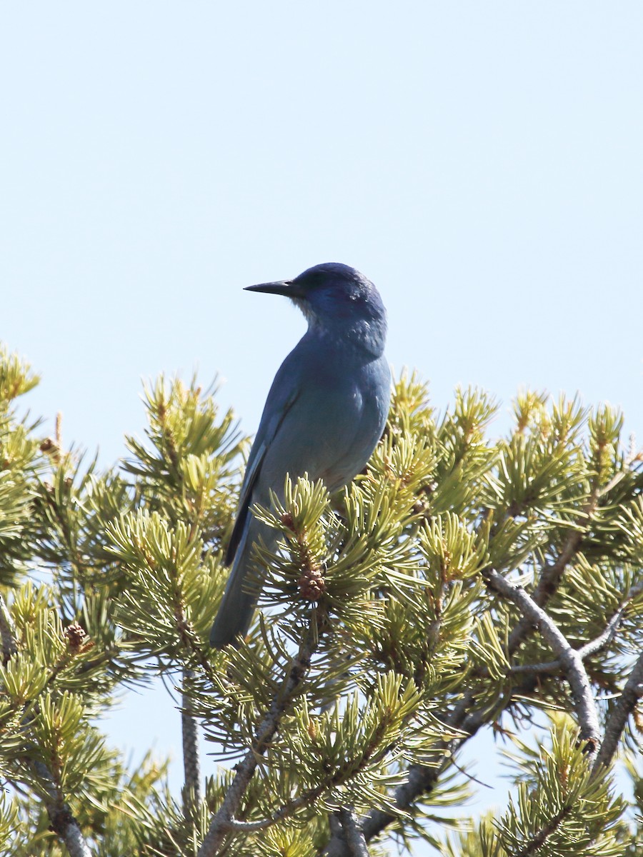 Chara Piñonera - ML647725817