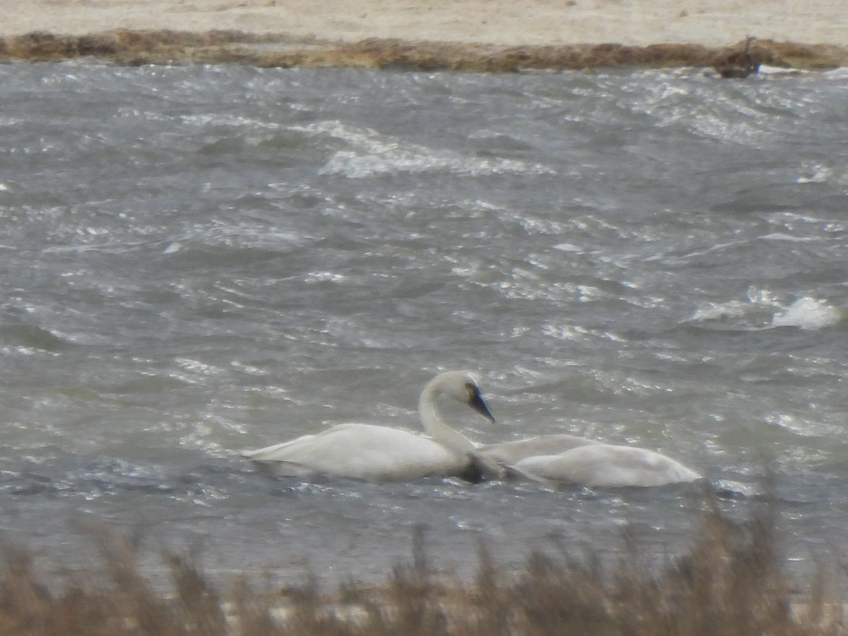 Tundra Swan - ML647725846