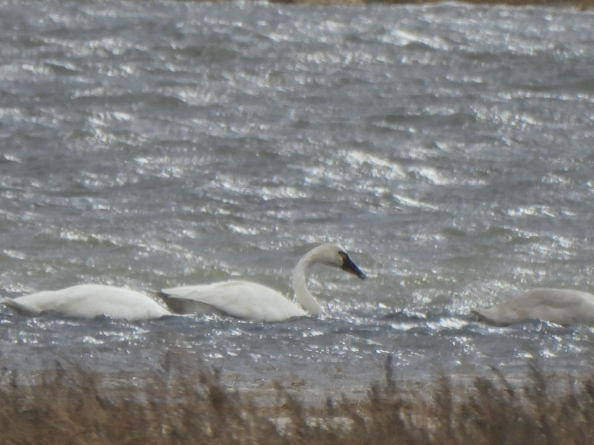 Tundra Swan - ML647725859