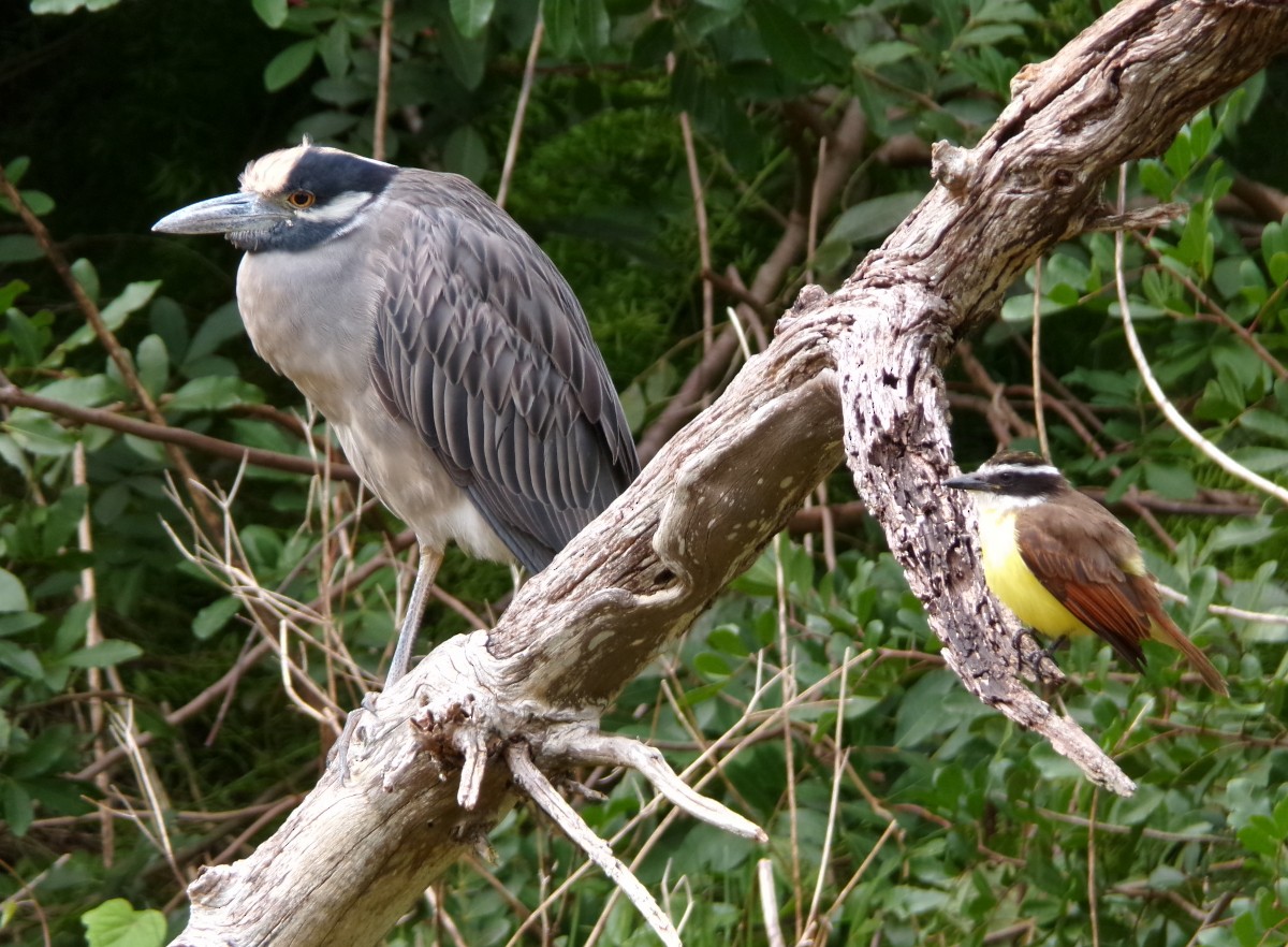 kvakoš žlutočelý - ML647725862