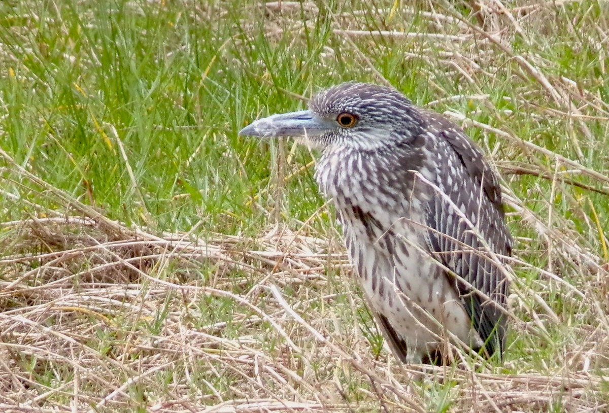 kvakoš žlutočelý - ML647725863