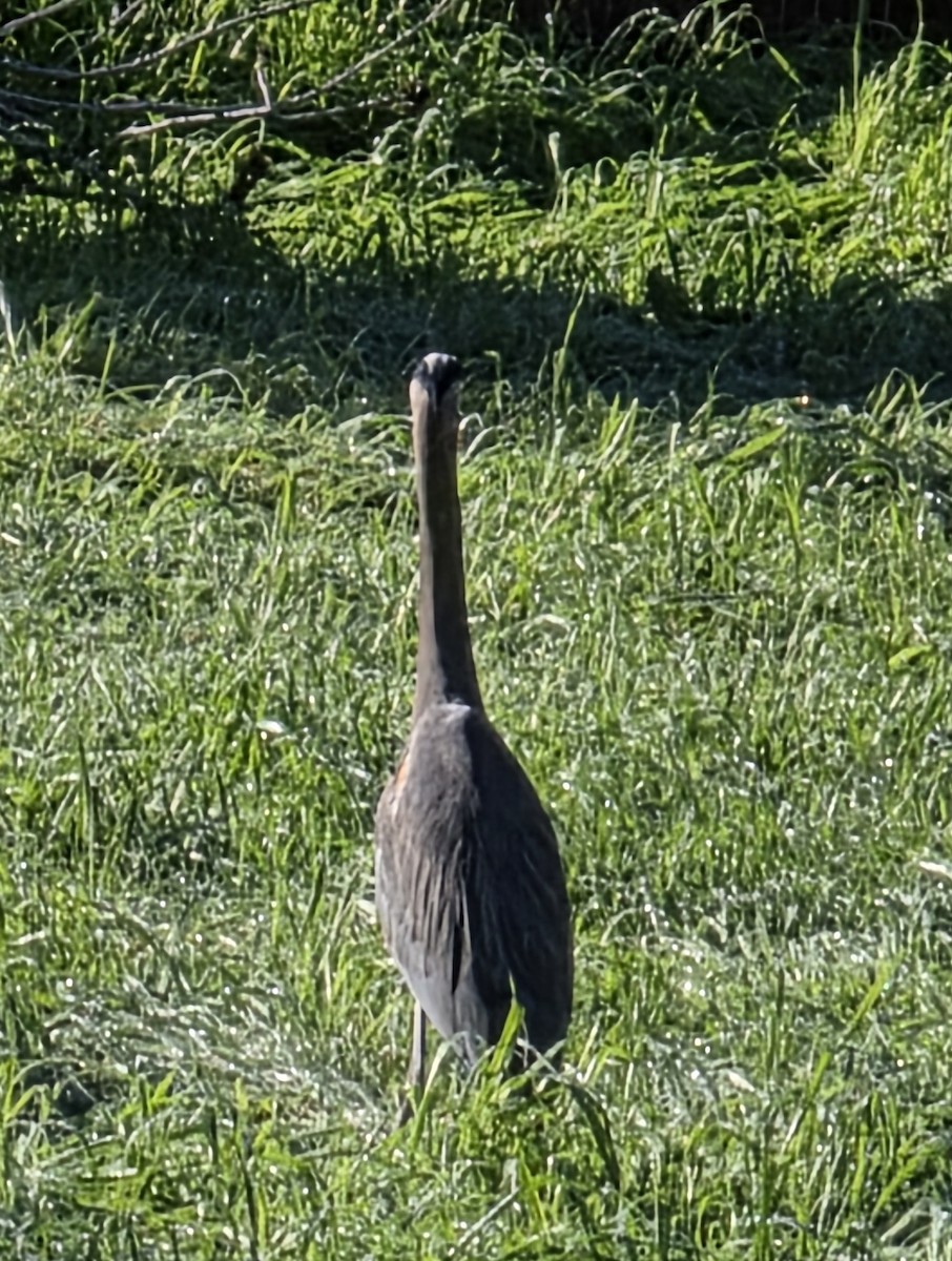 Garza Azulada - ML647725887