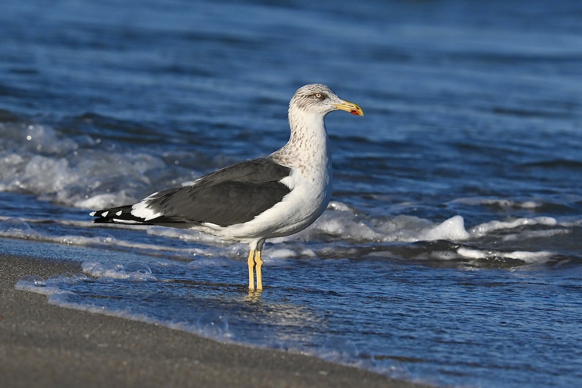 Gaviota Sombría - ML647725888